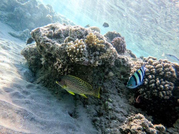 Photo poissons nageant dans la mer