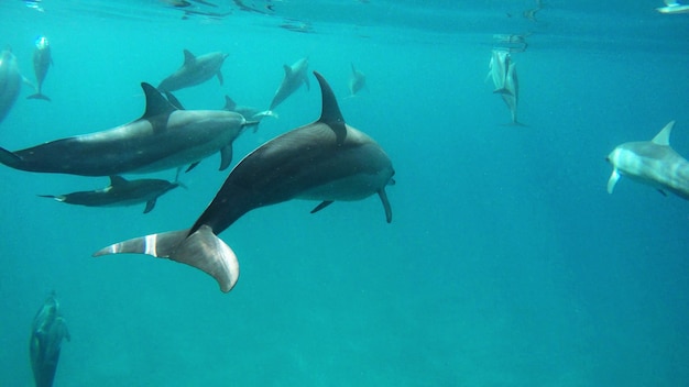 Photo des poissons nageant dans la mer