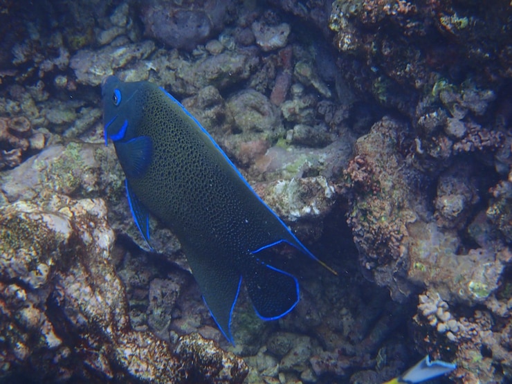 Photo poissons nageant dans la mer