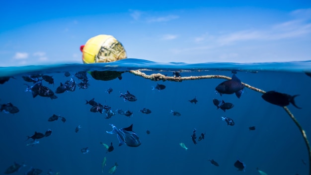 Photo poissons nageant sous la mer