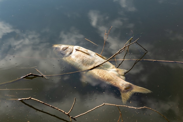 Poissons pourris morts sur la rive du lac pollué.