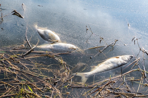 Poissons pourris morts sur les rives du lac pollué catastrophe écologique et peste de la carpe argentée