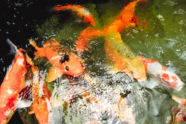 Les poissons rouges nagent dans la piscine claire