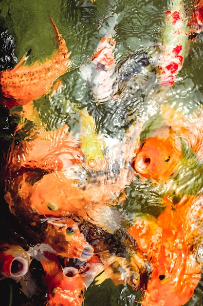 Photo les poissons rouges nagent dans la piscine claire