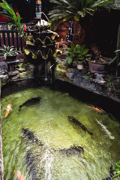 Photo les poissons rouges nagent dans la piscine