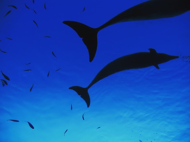 Photo des poissons en silhouette nageant dans la mer.