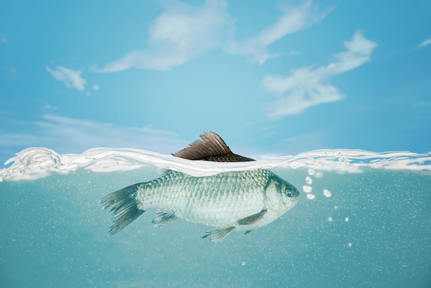 Poissons sous l'eau. La carpe crucienne tombe dans la rivière