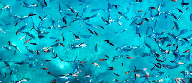 Poissons sous l'eau comme arrière-plan panoramique Eau turquoise avec banc de poissons Animaux marins Image de l'école de poissons