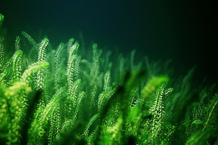 Photo poissons sous-marins algues d'eau douce