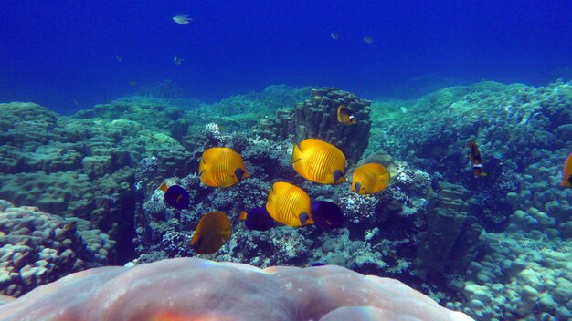 Poissons Tropicaux Colorés Près De La Barrière De Corail Incroyablement Belle Photo Sous-marine