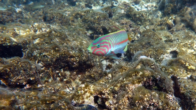 Poissons Tropicaux Colorés Près De La Barrière De Corail Incroyablement Belle Photo Sous-marine