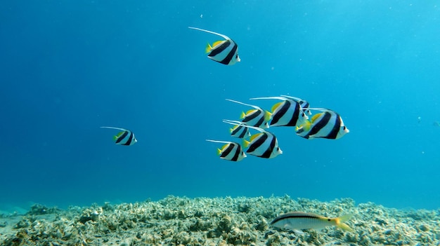 Poissons tropicaux colorés près de la barrière de corail, tir sous-marin incroyablement beau.