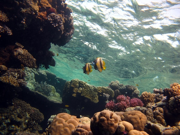 Poissons tropicaux colorés près de la barrière de corail, tir sous-marin incroyablement beau.