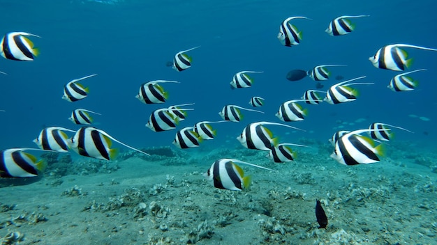 Photo poissons tropicaux colorés sur un récif de corail incroyablement beau monde féerique dans les jardins de corail