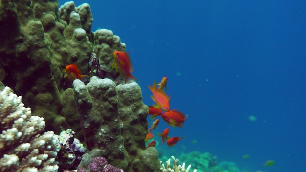 Poissons tropicaux colorés sur un récif de corail, monde féerique incroyablement beau. Dans les jardins de corail du