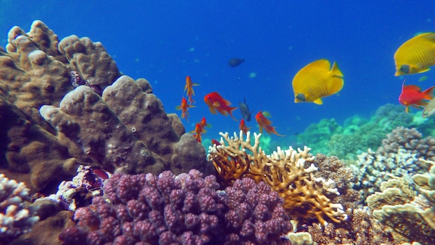 Poissons tropicaux colorés sur un récif de corail, monde féerique incroyablement beau. Dans les jardins de corail du