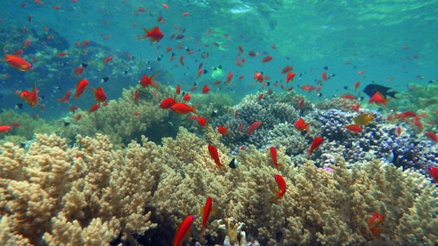 Poissons tropicaux colorés sur un récif de corail, monde féerique incroyablement beau. Dans les jardins de corail.