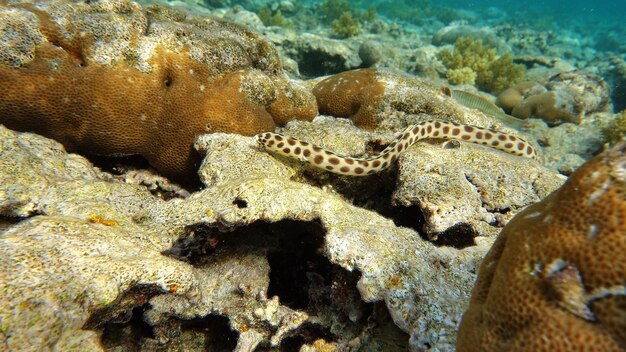 Poissons tropicaux colorés sur un récif de corail, monde féerique incroyablement beau. Dans les jardins de corail.