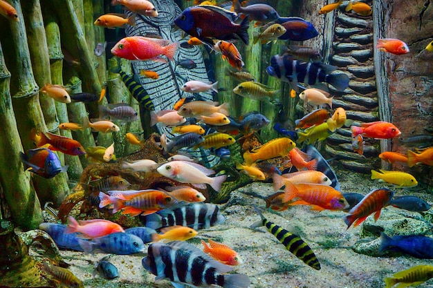 Poissons tropicaux colorés et vie marine sous l'eau dans l'aquarium