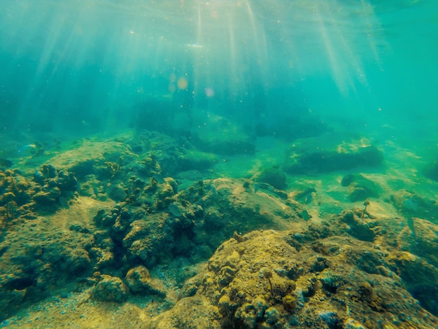 Poissons tropicaux et coraux dans la mer sous l'eau