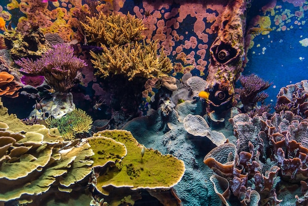 Photo poissons tropicaux dans l'eau bleue avec récif corallien