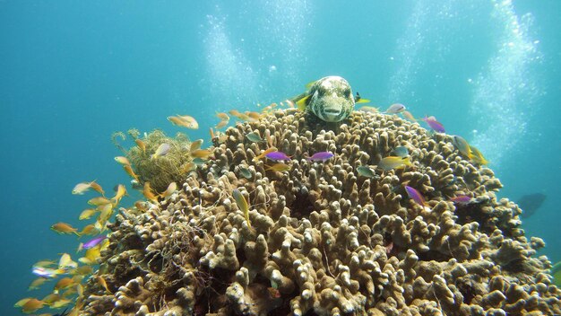 Photo poissons tropicaux et récifs coralliens sous-marins coraux durs et mous paysage sous-marin voyage vacances