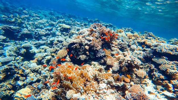 Les poissons tropicaux rouges se cachent dans les coraux au fond de la mer.