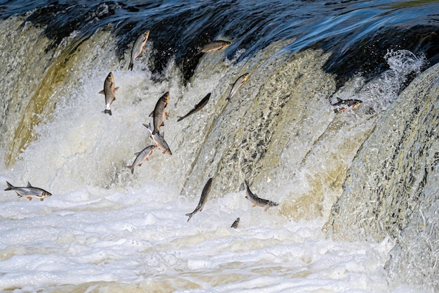 Les poissons vont pondre en amont Vimba saute sur la cascade de la rivière Venta Kuldiga Lettonie