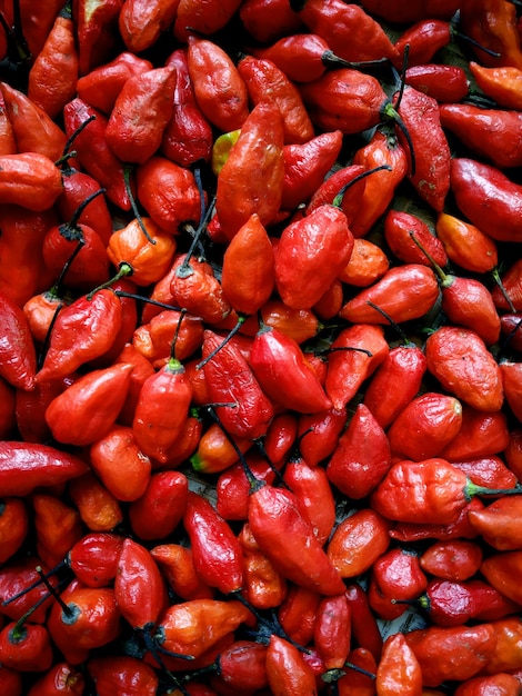 poivre fantôme (bhut jolokia) isolé sur fond blanc.