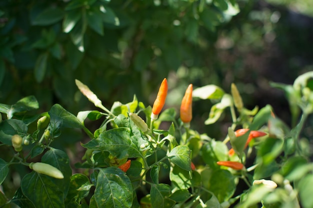 Poivre Karen poussant dans le jardin