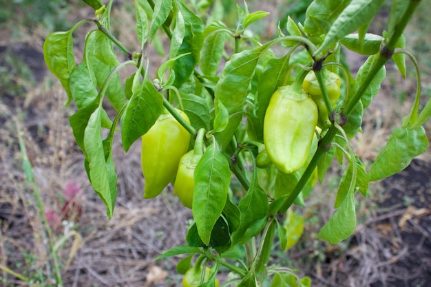 Poivre mûr suspendu à une branche dans le jardin Concept d'agriculture biologique