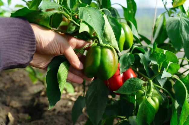 Le poivre rouge pousse dans le champ La culture de légumes biologiques Produits respectueux de l'environnement Récolte Récolte Sélective