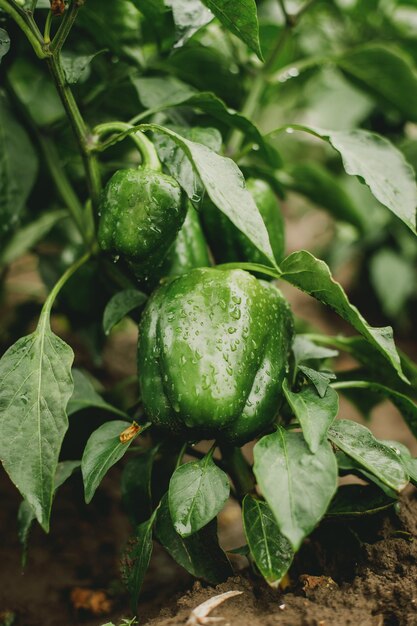 Photo poivre vert dans le jardin