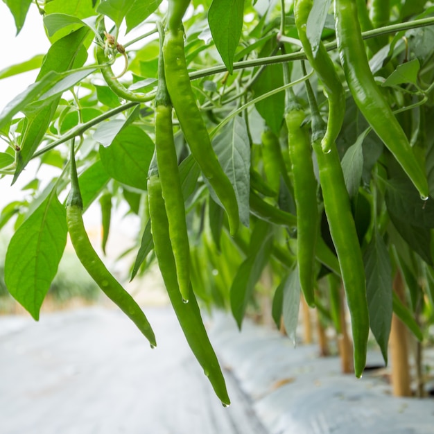 poivre vert sur plante dans l&#39;agriculture de champ.