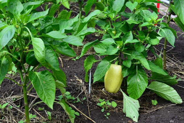 Poivron sur la brousse sur lit de jardin isolé