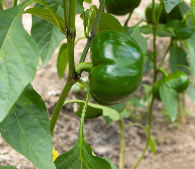 Poivron frais poussant dans le jardin Concept de jardin potager