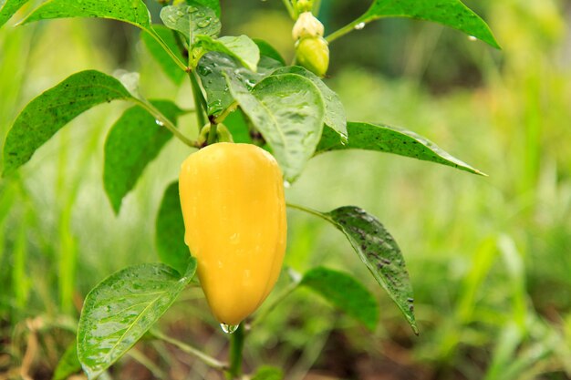 Poivron jaune mûr poussant sur un buisson dans le jardin. Plante bulgare ou poivron doux.