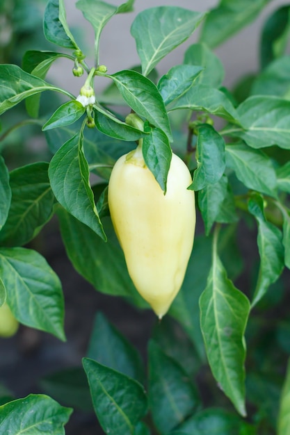 Poivron poussant sur un buisson dans le jardin Poivron bulgare ou doux