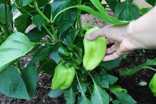 Poivron vert bulgare dans la main du lit de jardin prend des légumes