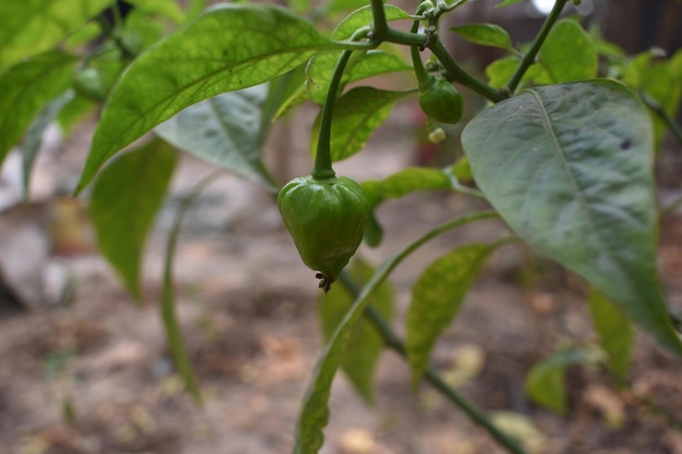 Un poivron vert sur une plante