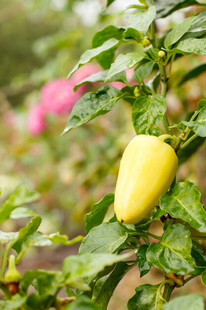 Poivron vert poussant sur bush dans le jardin. Plante bulgare ou poivron doux. Faible profondeur de champ