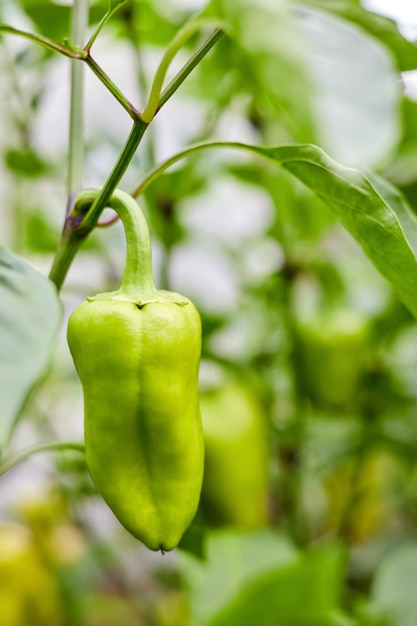 Le poivron vert pousse sur les buissons du potager