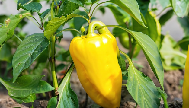 poivrons bio qui poussent dans le jardin