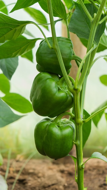 Les Poivrons Doux Mûrissent Sur Un Buisson Dans Une Serre. Jardin.