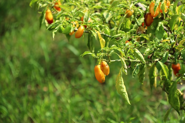 Poivrons du Brésil dans la nature