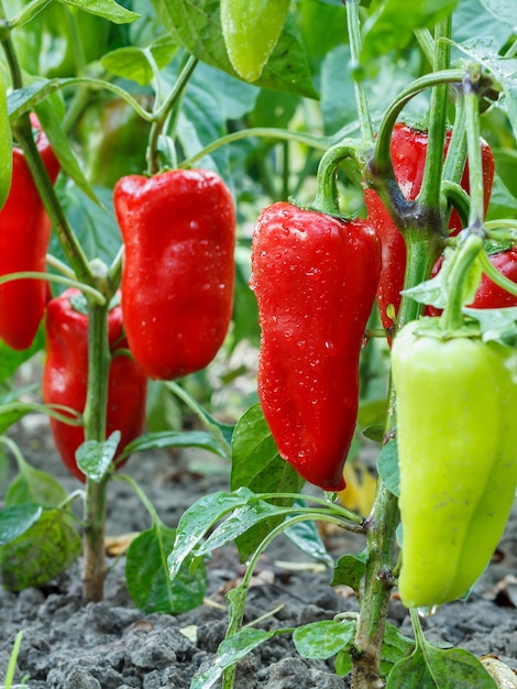 Poivrons mûrs et non mûrs avec des gouttes d'eau poussant sur des buissons dans le jardin d'été. Plante bulgare ou poivron doux.