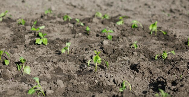 Poivrons plantés de semis Potager agriculture entreprise rurale