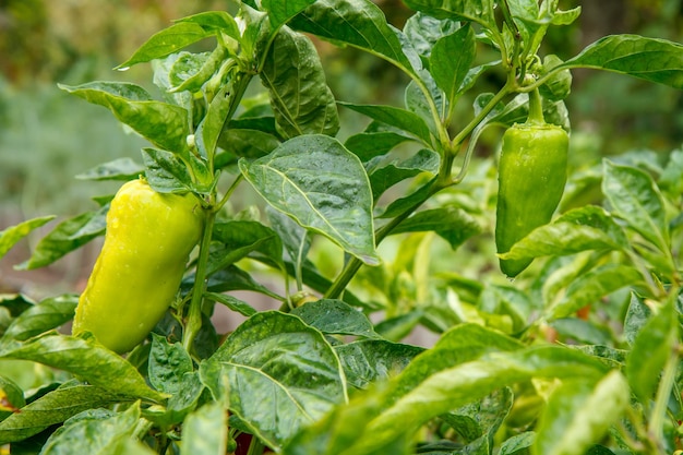 Poivrons poussant sur un buisson dans le jardin Poivron bulgare ou doux