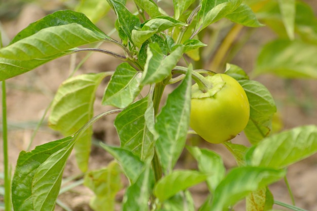 Poivrons verts frais dans le potager