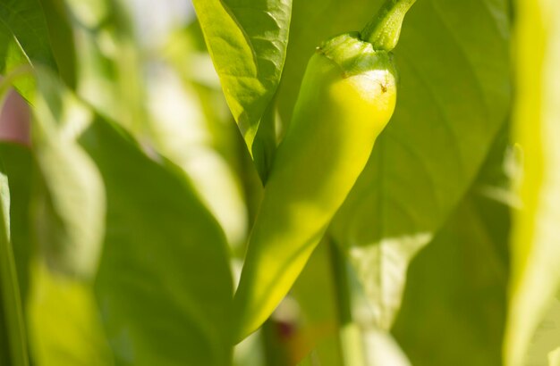 Poivrons verts pointus cultivés en serre